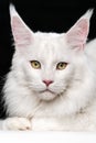 White Maine Coon Cat. Domestic animal lying and looking at camera on black and white background Royalty Free Stock Photo