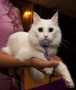 White cat breed Turkish Angora with eyes of different colors, at the cat Show