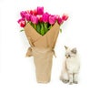 white cat of british breed with a bouquet of pink tulips wrapped in paper for a gift on a white isolated background Royalty Free Stock Photo