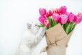 white cat of british breed with a bouquet of pink tulips wrapped in paper for a gift on a white isolated background Royalty Free Stock Photo