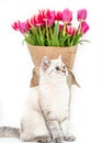 white cat of british breed with a bouquet of pink tulips wrapped in paper for a gift on a white isolated background Royalty Free Stock Photo