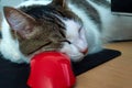 Cat sleeping peacefully on the red computer mouse close-up funny animal portrait Royalty Free Stock Photo