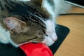 Cat sleeping peacefully on the red computer mouse close-up funny animal portrait Royalty Free Stock Photo