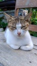 A white cat with a brown head is sleeping, waiting for prey