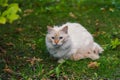 A white cat with a brown muzzle sits in a green grass
