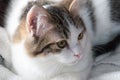 White Cat with Brown Tabby Markings Royalty Free Stock Photo