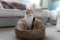 White cat and brown yellow eyes sitting inside a wicker basket, looks out Royalty Free Stock Photo