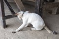 A white cat catching a baby mouse Royalty Free Stock Photo