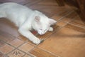 White cat caught a mouse Royalty Free Stock Photo