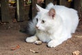 White cat caught mouse Royalty Free Stock Photo