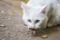 White cat caught mouse Royalty Free Stock Photo