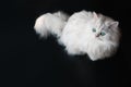 White cat chinchilla. Fluffy cute pet animal with