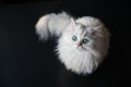 White cat chinchilla. Fluffy cute pet animal with