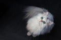 White cat chinchilla. Fluffy cute pet animal with