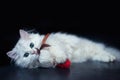 White cat chinchilla. Fluffy cute pet animal with