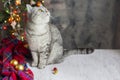 white cat with Christmas decoration