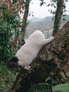 The cat climbing the tree is looking down as if its head is missing Royalty Free Stock Photo
