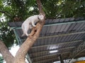 White cat climbing a tree and ready to jump Royalty Free Stock Photo