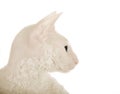 White cat (close-up) Royalty Free Stock Photo