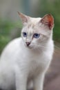 White cat close up Royalty Free Stock Photo
