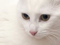 White cat close up Royalty Free Stock Photo