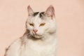 White cat closeup Royalty Free Stock Photo