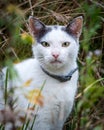 White cat with collar hunting in the meadow