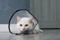 white cat with a collar made of transparent plastic. The collar protects the cat's sharp teeth. Royalty Free Stock Photo