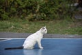 White cat on a concrete slab in a park Royalty Free Stock Photo