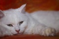 White cat on the couch Royalty Free Stock Photo