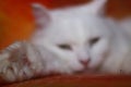 White cat on the couch Royalty Free Stock Photo