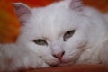 White cat on the couch Royalty Free Stock Photo