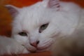 White cat on the couch Royalty Free Stock Photo