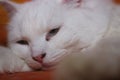 White cat on the couch Royalty Free Stock Photo