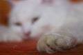 White cat on the couch Royalty Free Stock Photo