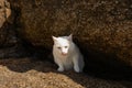 A white cat crawled out of the cave, sitting on the rocks, licking his lips, a happy cat.