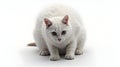 White Cat Crouching and Looking Directly at Viewer on White Background Royalty Free Stock Photo