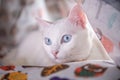 White cat Royalty Free Stock Photo