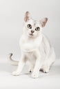 White cat Royalty Free Stock Photo