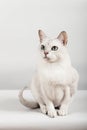 White cat Royalty Free Stock Photo