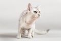 White cat Royalty Free Stock Photo