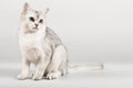 White cat Royalty Free Stock Photo