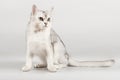 White cat Royalty Free Stock Photo