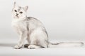 White cat Royalty Free Stock Photo