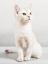 White cat Royalty Free Stock Photo