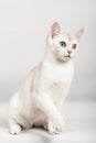 White cat Royalty Free Stock Photo