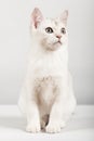 White cat Royalty Free Stock Photo