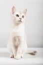 White cat Royalty Free Stock Photo