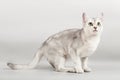 White cat Royalty Free Stock Photo