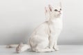 White cat Royalty Free Stock Photo